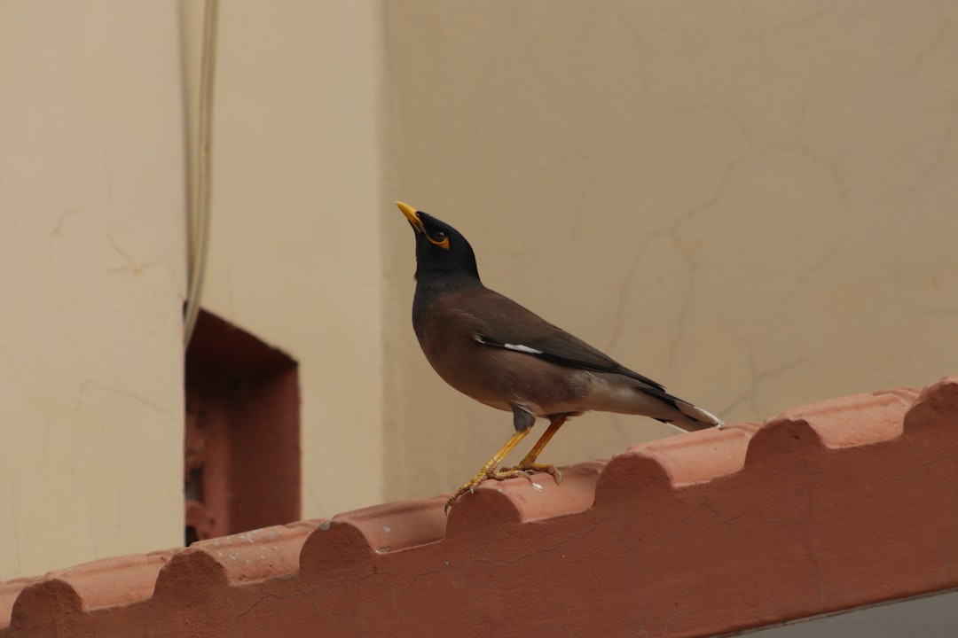 Photo visitor tracking