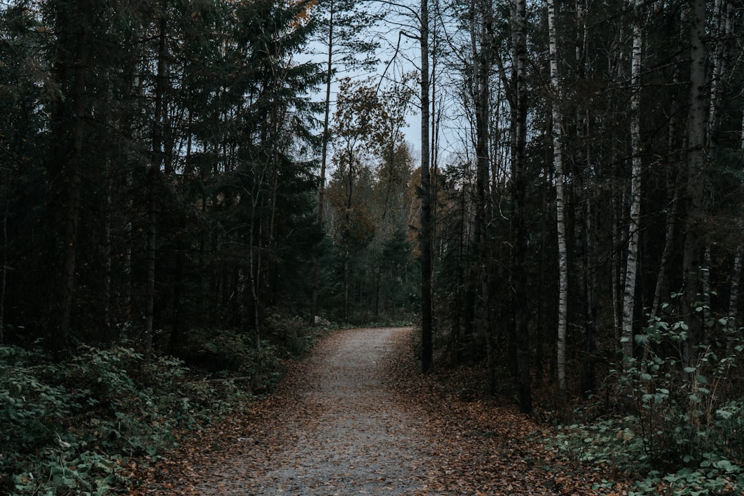 Photo website visitor paths