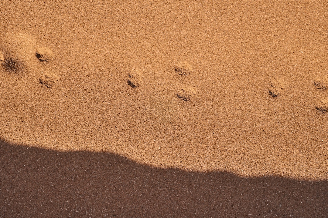 Photo visitor tracking
